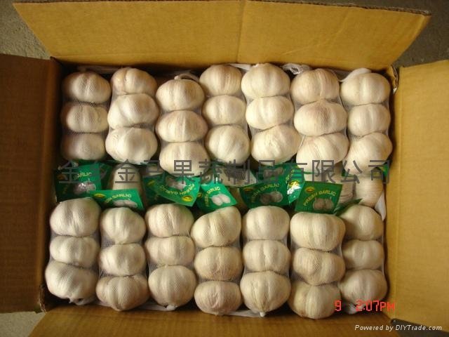 supply fresh normal white garlic in jinxiang