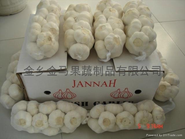 supply fresh normal white garlic in jinxiang 2