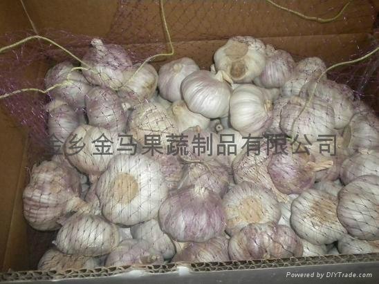 supply fresh normal white garlic in jinxiang 3