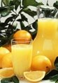 Automatic orange juicer（EJ-E1） 2