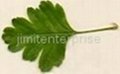 Hawthorn Leaf
