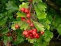 Hawthorn Leaf 2