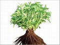Stevia Planting Material 1