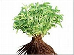 Stevia Planting Material