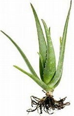 Aloevera Planting Material