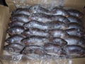 Frozen Black Tilapia Gutted and