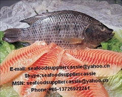 Frozen Black Tilapia Gutted Gilled Scaled(GGS)