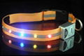 LED light dog collar 1