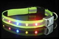 LED light dog collar 2