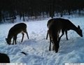 12MP Outdoor Deer Hunting Scouting Camera With PIR Sensor 3