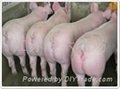 猪苗价格供应老六猪场