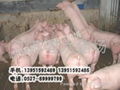 2011全国仔猪行情走势老六猪场供应 1