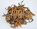 cordyceps sinensis