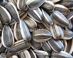 sunflower seed in shell