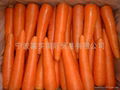 FRESH CARROT 2