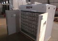 incubator for chicken eggs  2