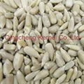 sunflower seed kernel