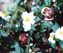 Camellia oil