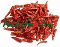 red chilli 2