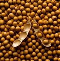 soybeans 5