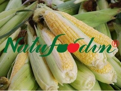 yellow corns 2