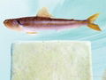 Fronzen Synodontidae fish surimi