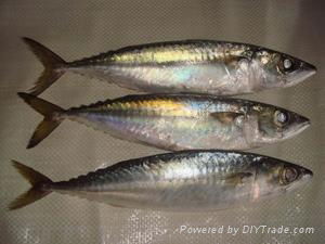 Pacific mackerel 