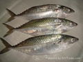 Indian Mackerel