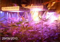 288x3w LED Grow Lights 4