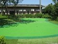 Nylon golf putting greens  5