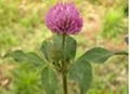 Red Clover P.E.