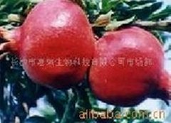 Pomegranate Rind P.E.