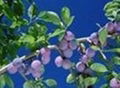 Bilberry P.E.