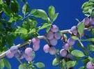 Bilberry P.E.