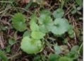 Centella Asiatica P.E.