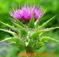 Milk Thistle P.E.