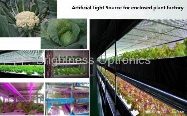 Vegetables Growing Led Light 2