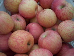 FUJI APPLES