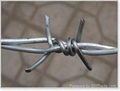 barbed wire  4