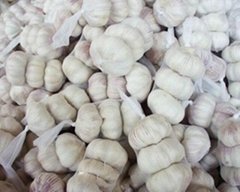 Normal White Garlic 