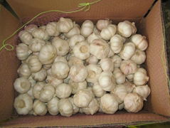 Chinese Garlic