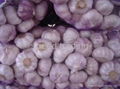 purple garlic