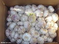 pure white garlic from china 1