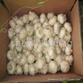 pure white garlic from china 2