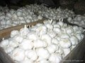 dry normal white garlic