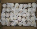 fresh normal white garlic