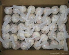 fresh normal white garlic