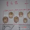 dry red garlic  1