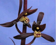 FangYan Orchid Co.,Limited
