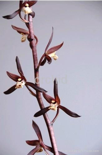 orchid flower 2